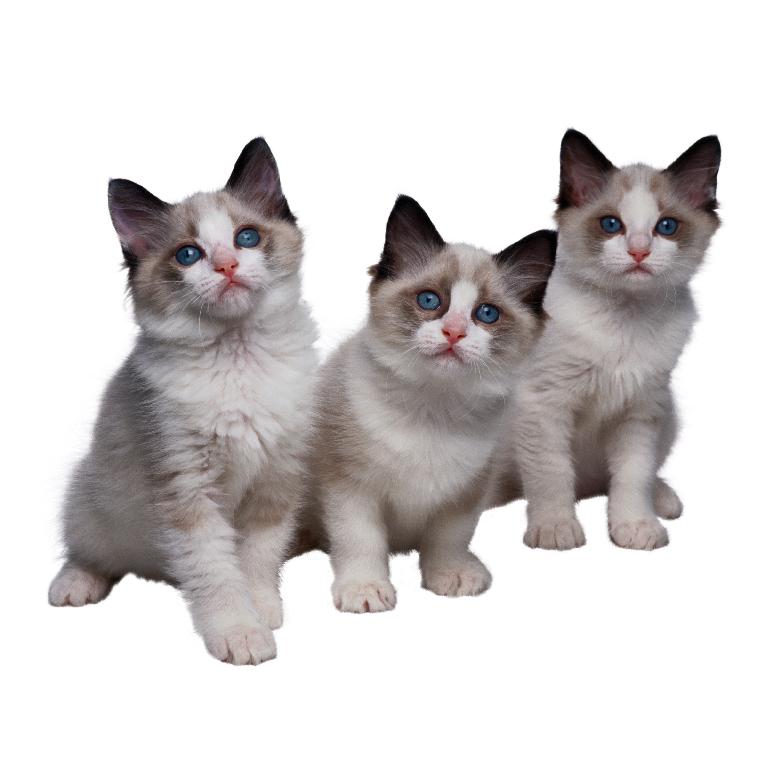 Feedtastic Hay Spray - Digestive Aid Supplement