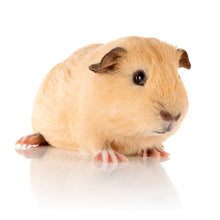 Load image into Gallery viewer, 25% Off Timmy Guinea Pig 3lb and Timothy Gold Hay 5lb Bundle