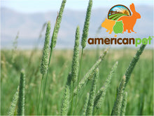 Load image into Gallery viewer, 25% Off Prairie Dog Natural and Timothy High Fiber Hay Bundle