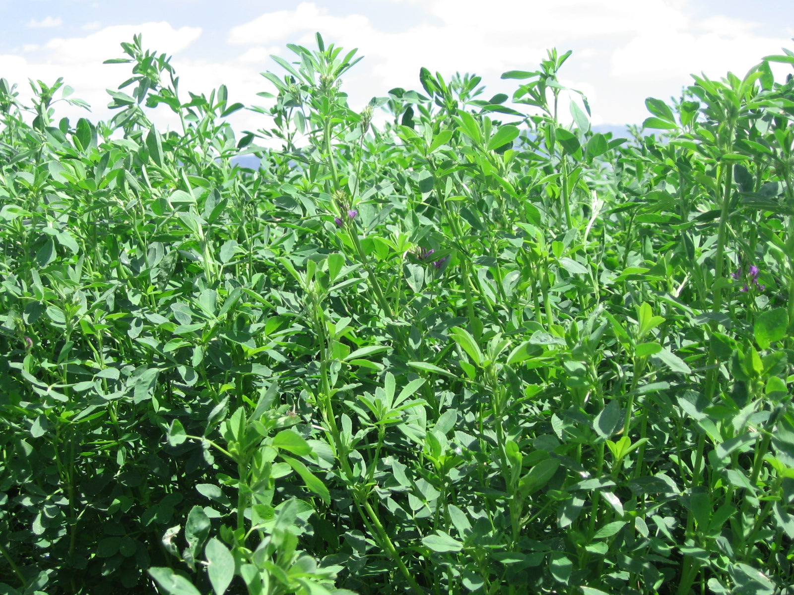 Developing Diet - Feedtastic™ Timothy Hay and Alffy Alfalfa Hay combo