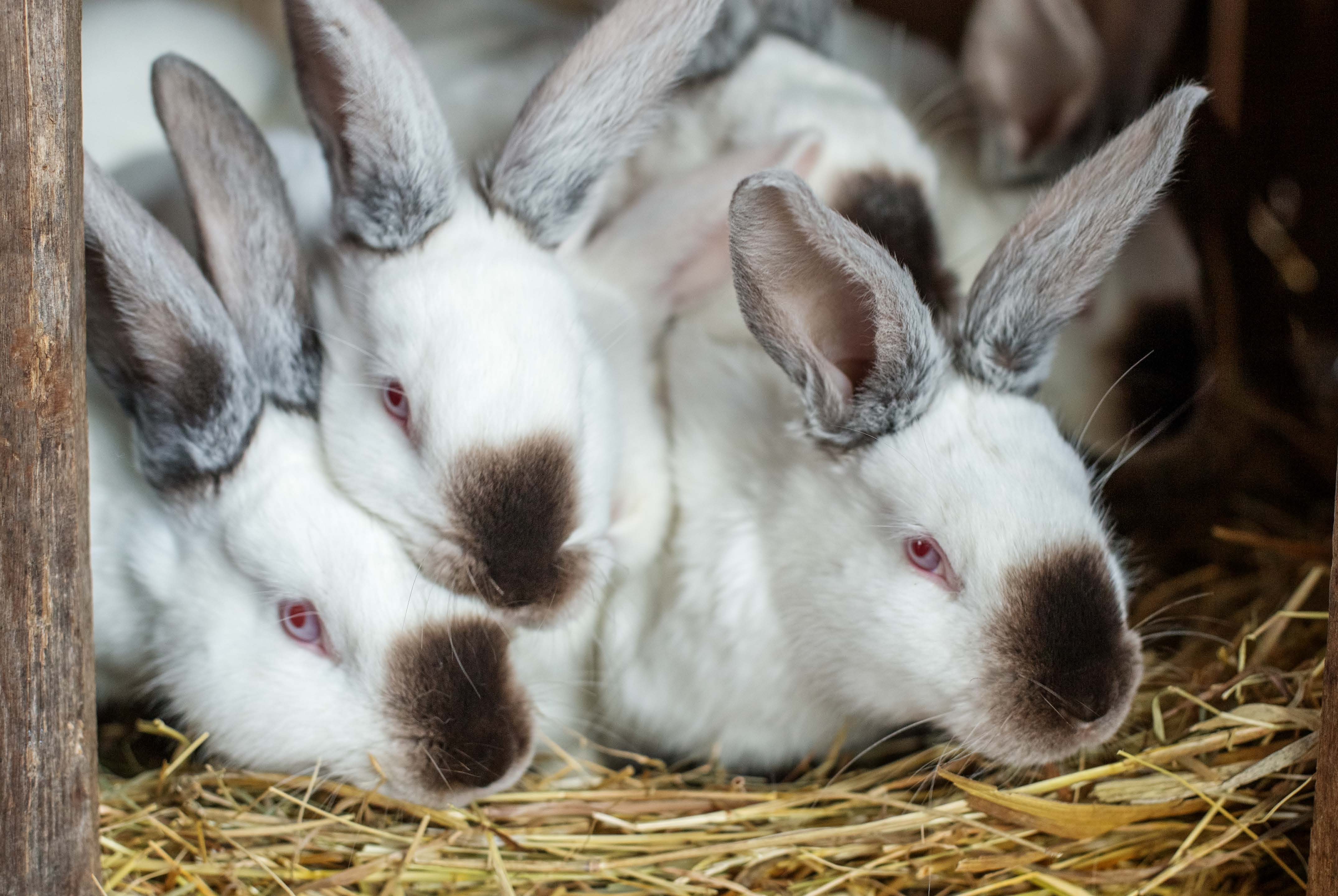 Neutralize It! - Odor and Moisture Control