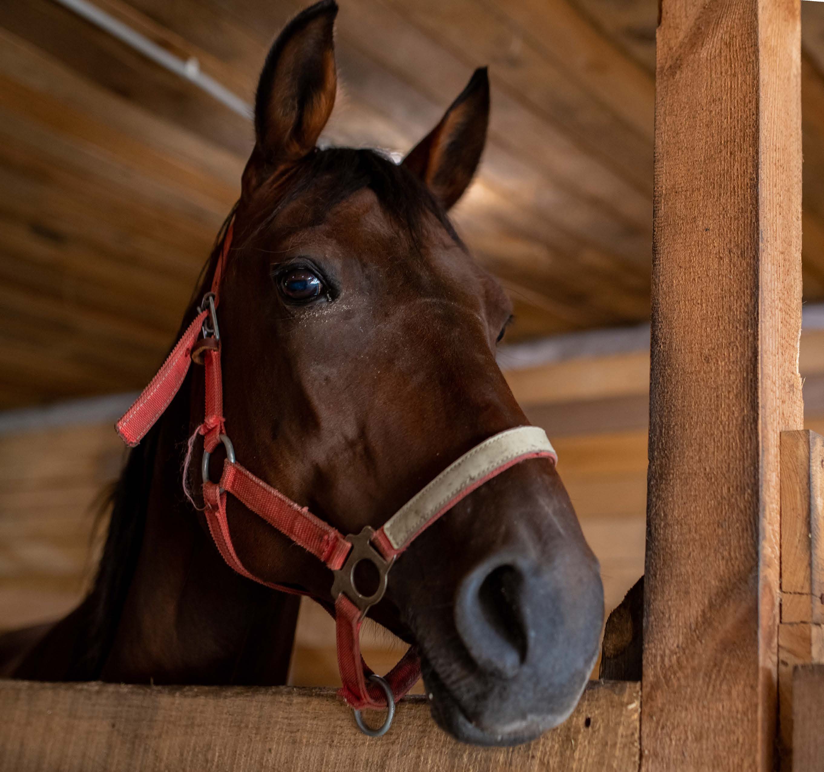 Neutralize It! - Odor and Moisture Control