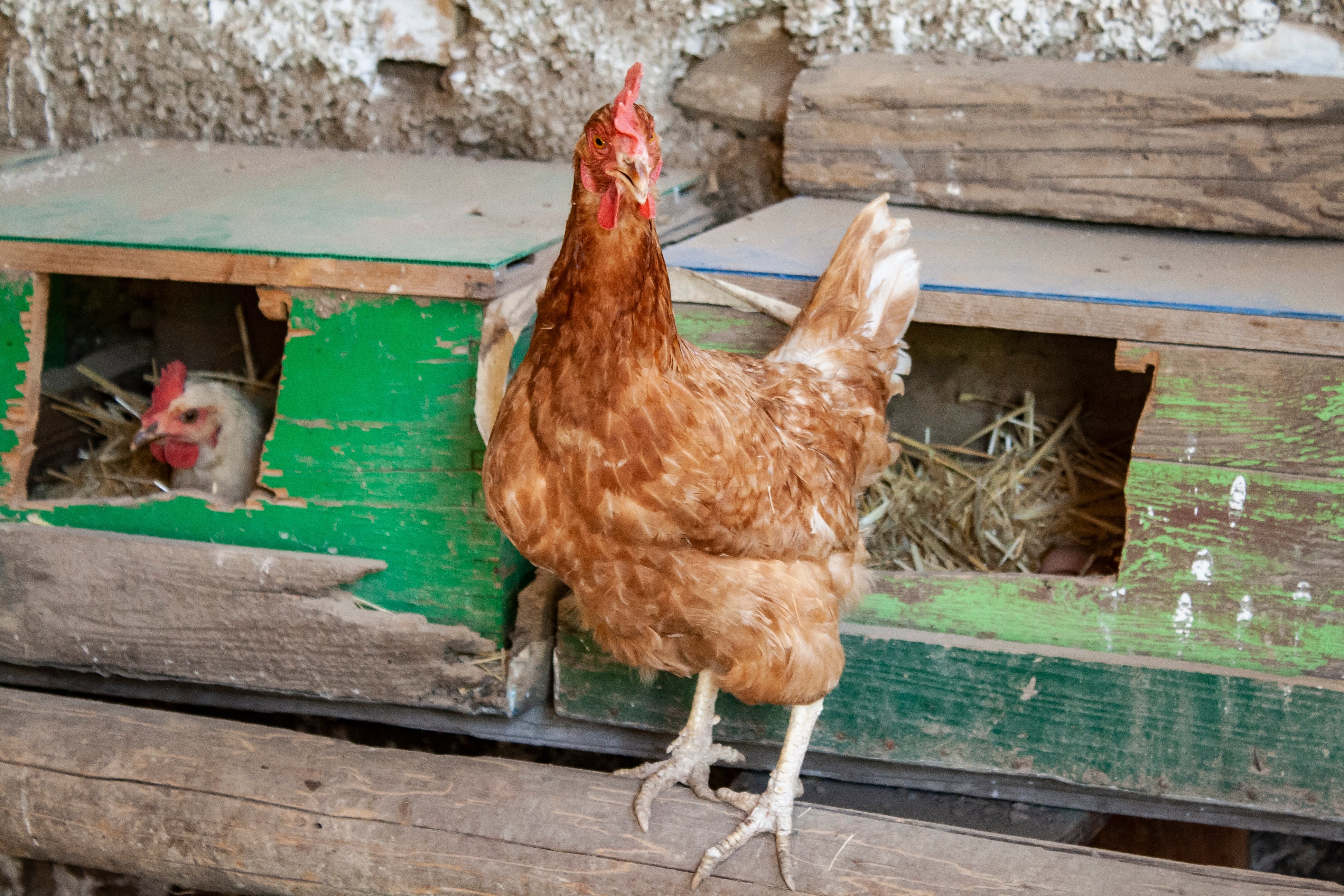 Feedtastic Super Cal - Egg Shell Booster - Calcium Supplement for Chickens & Birds
