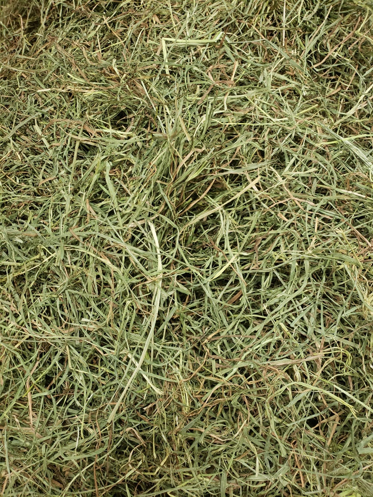 Timothy Gold Hay (2nd Cut)