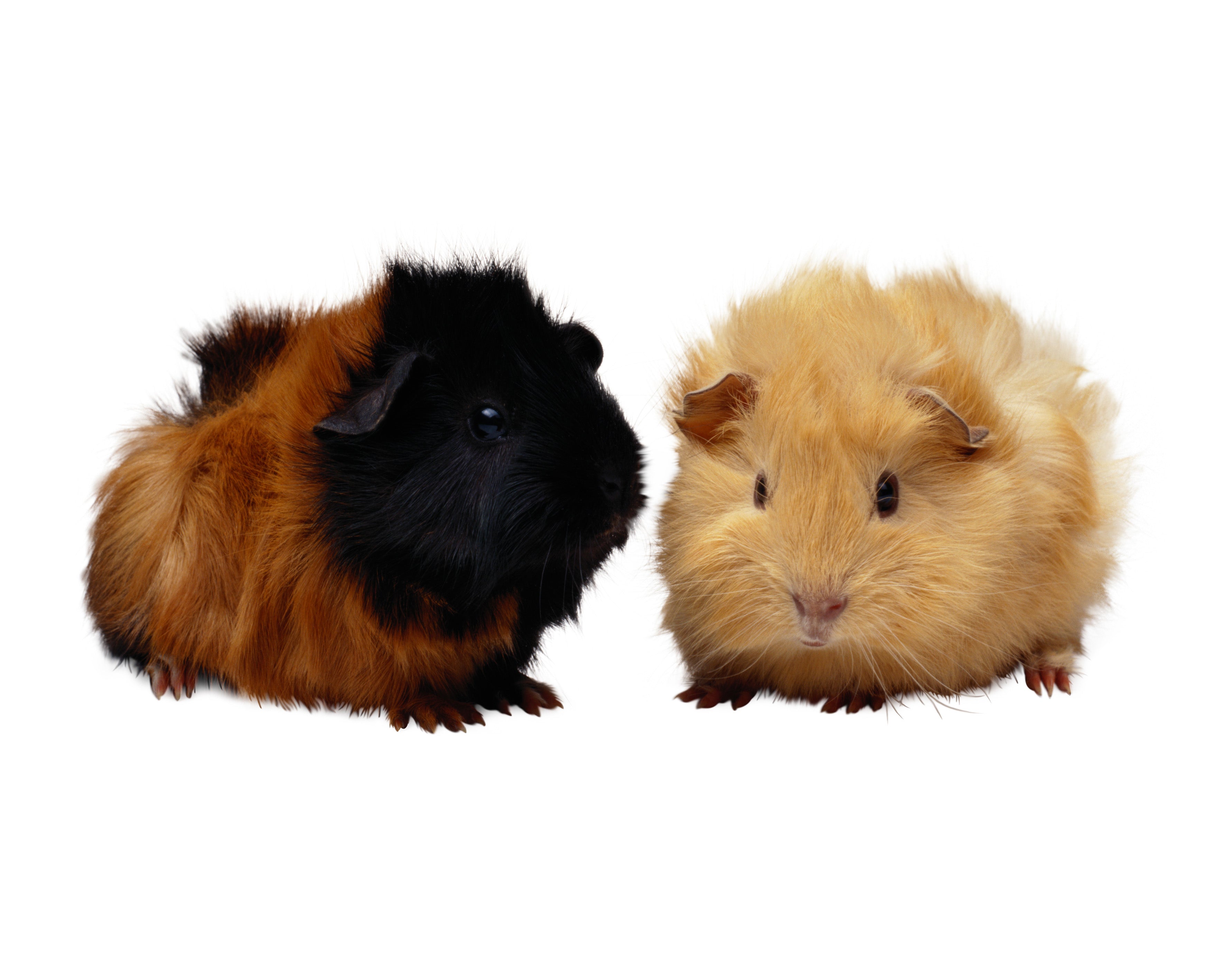 Timmy Guinea Pig Pellet Food