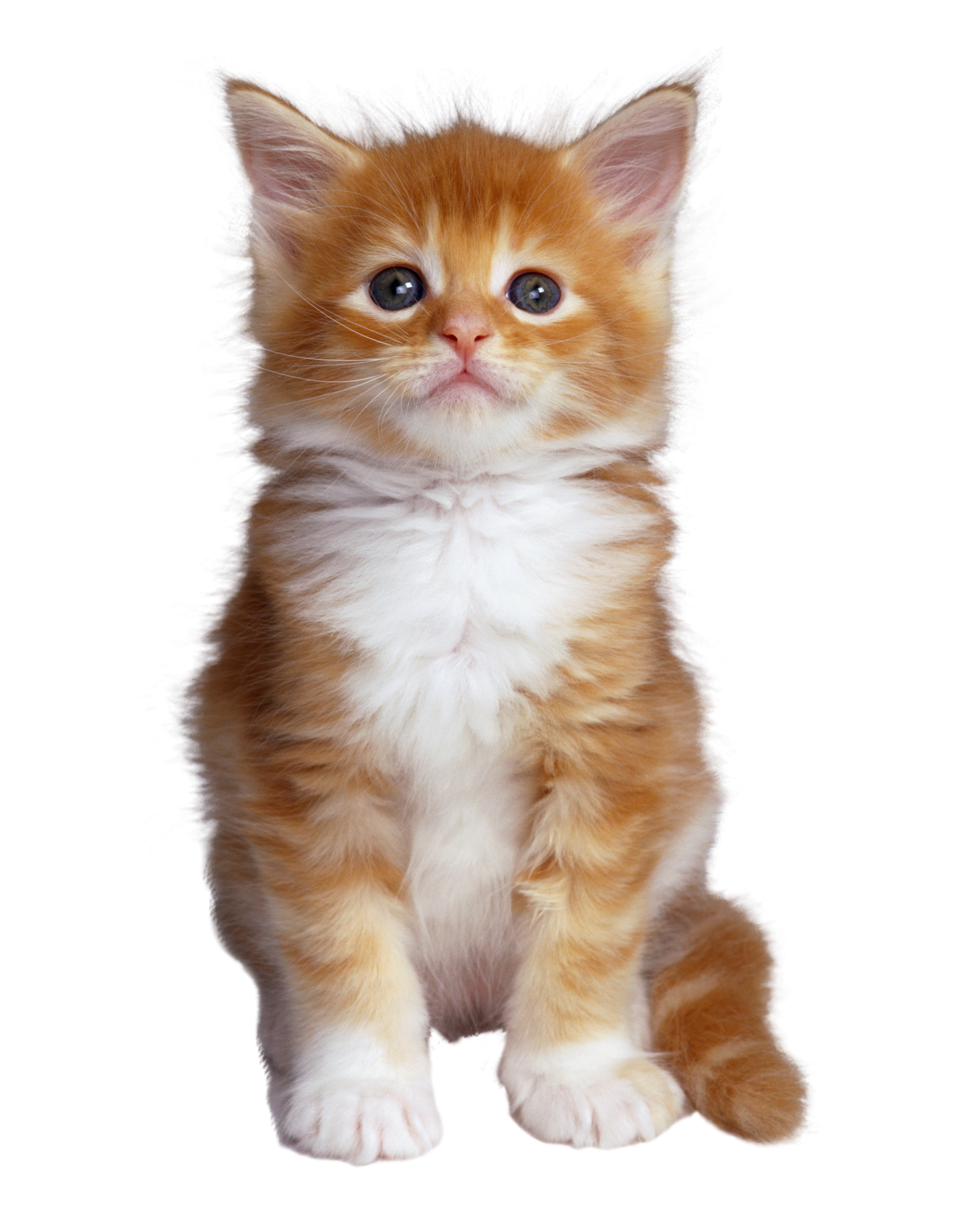 Neutralize It! - Odor and Moisture Control