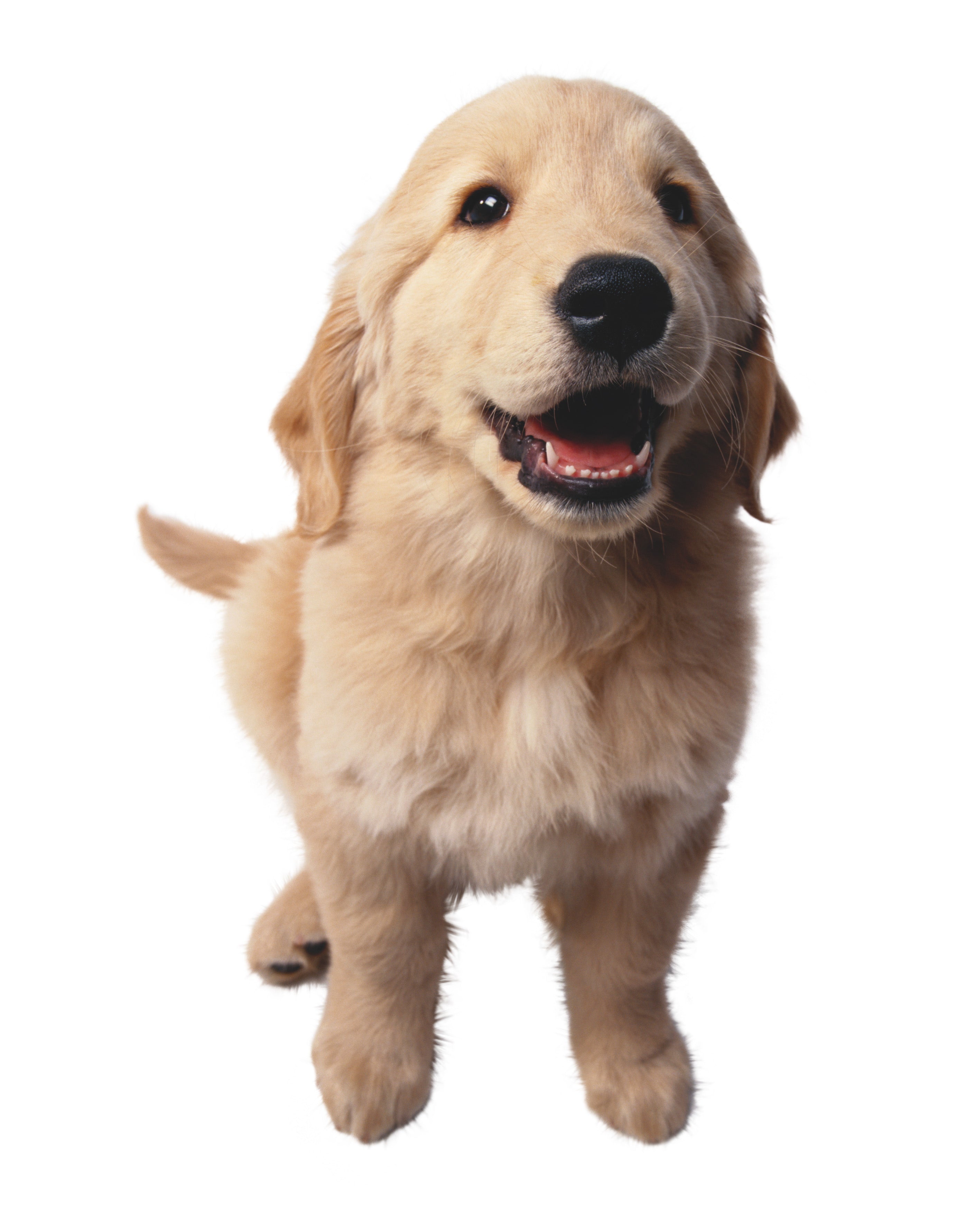 Neutralize It! - Odor and Moisture Control