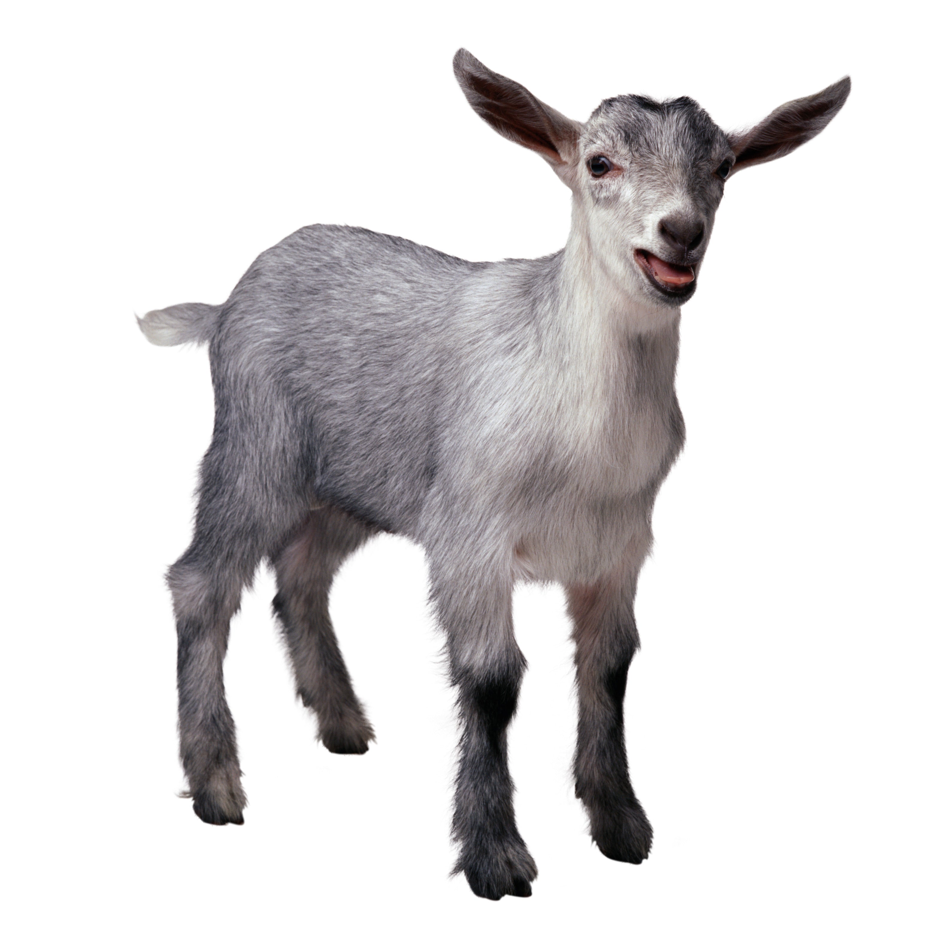 Neutralize It! - Odor and Moisture Control