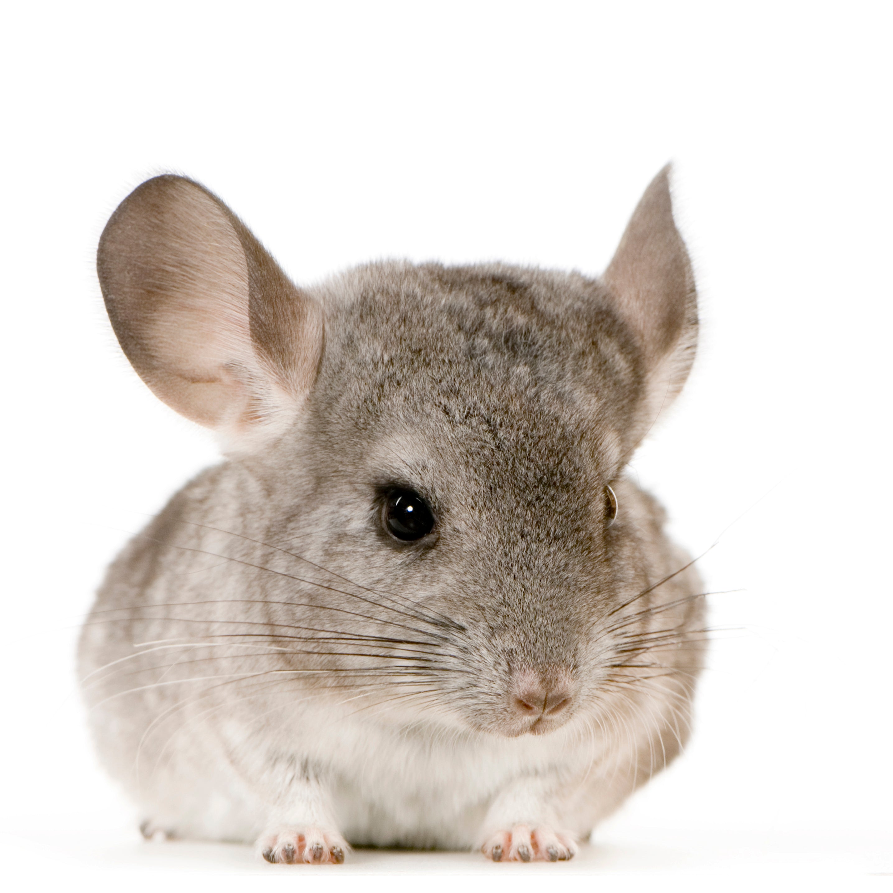 Alffy Chinchilla