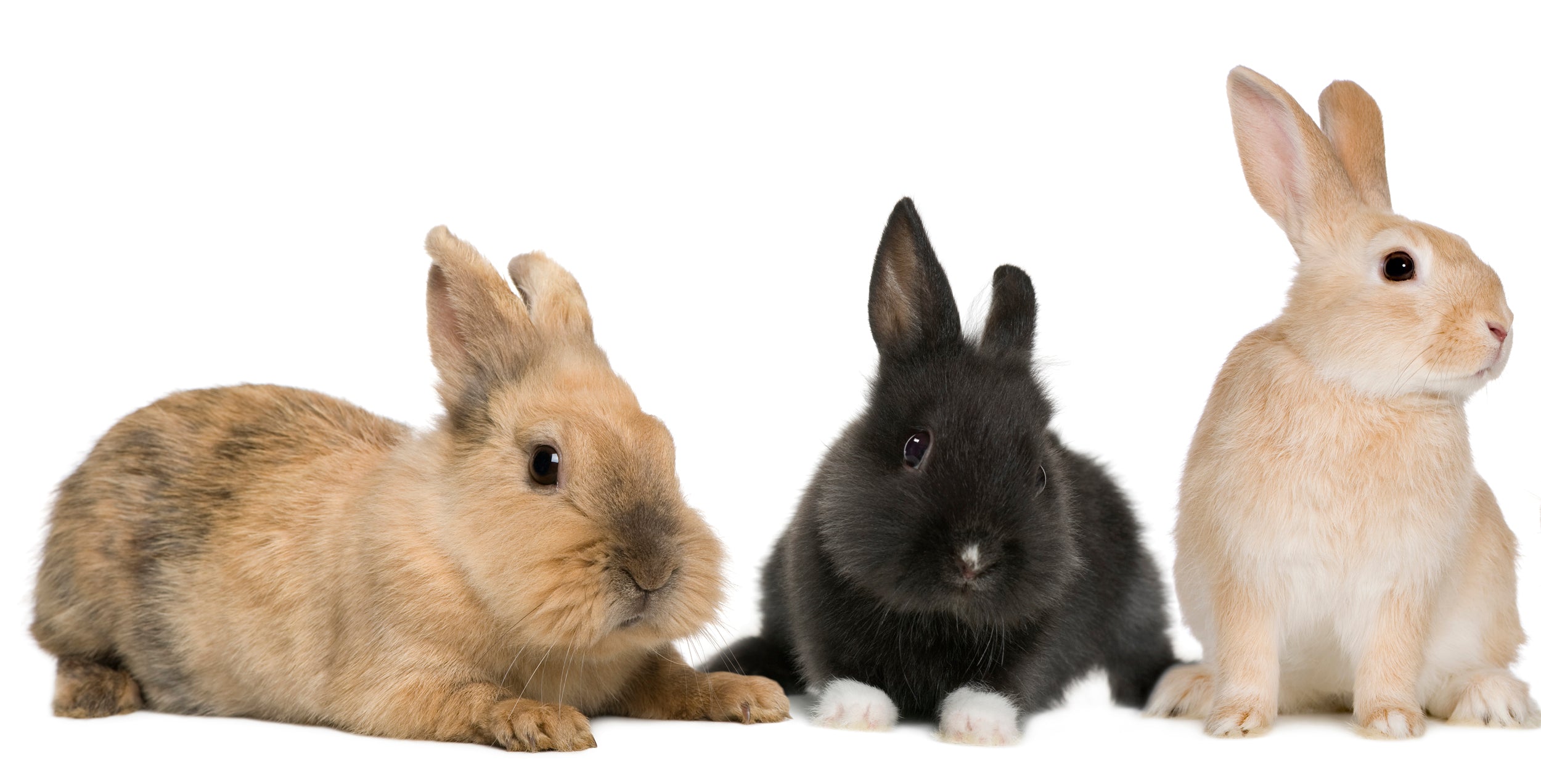 Alffy Rabbit