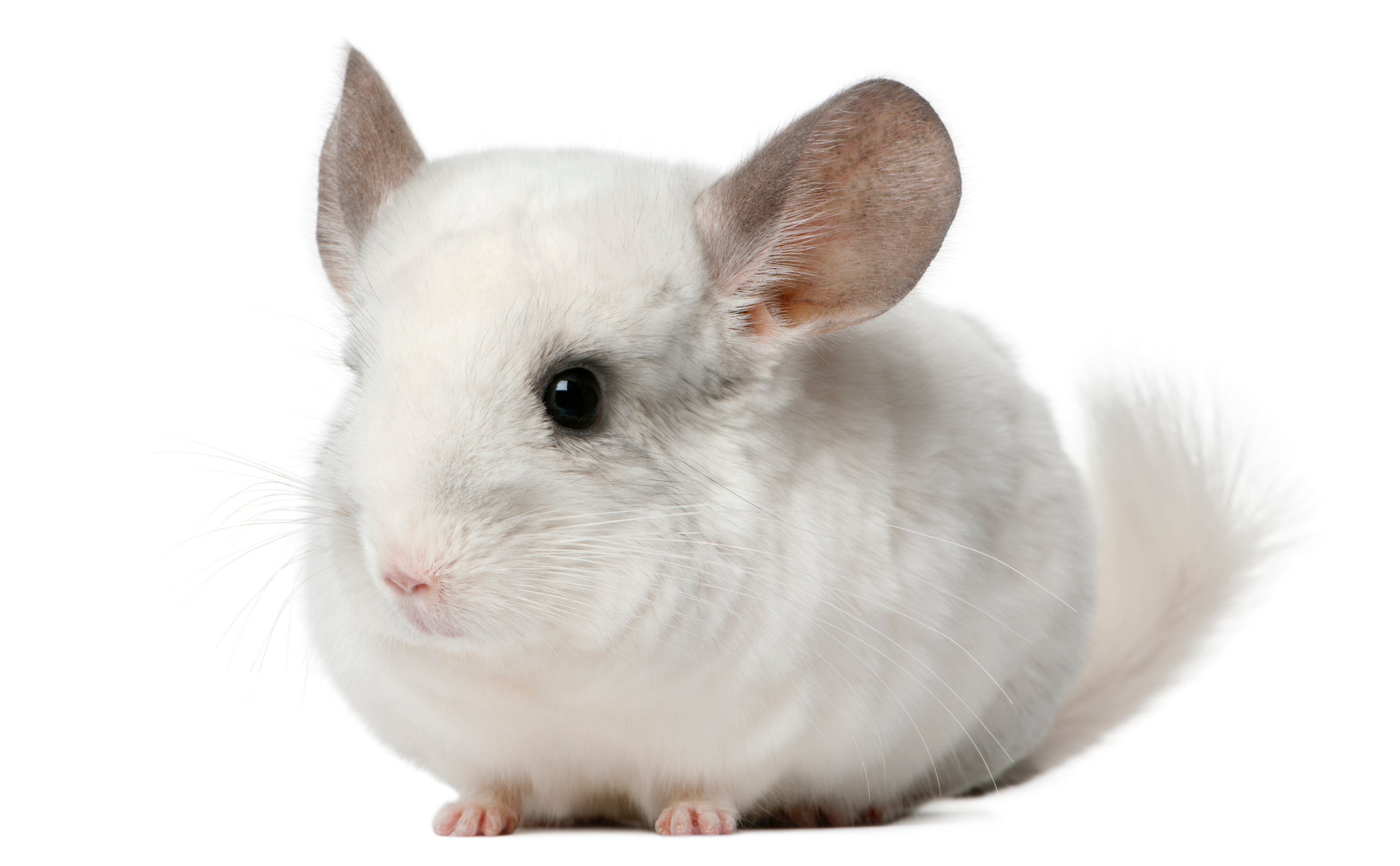 Chinchilla Premium Dry Dust Bath