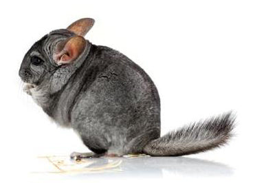 Timmy Chinchilla