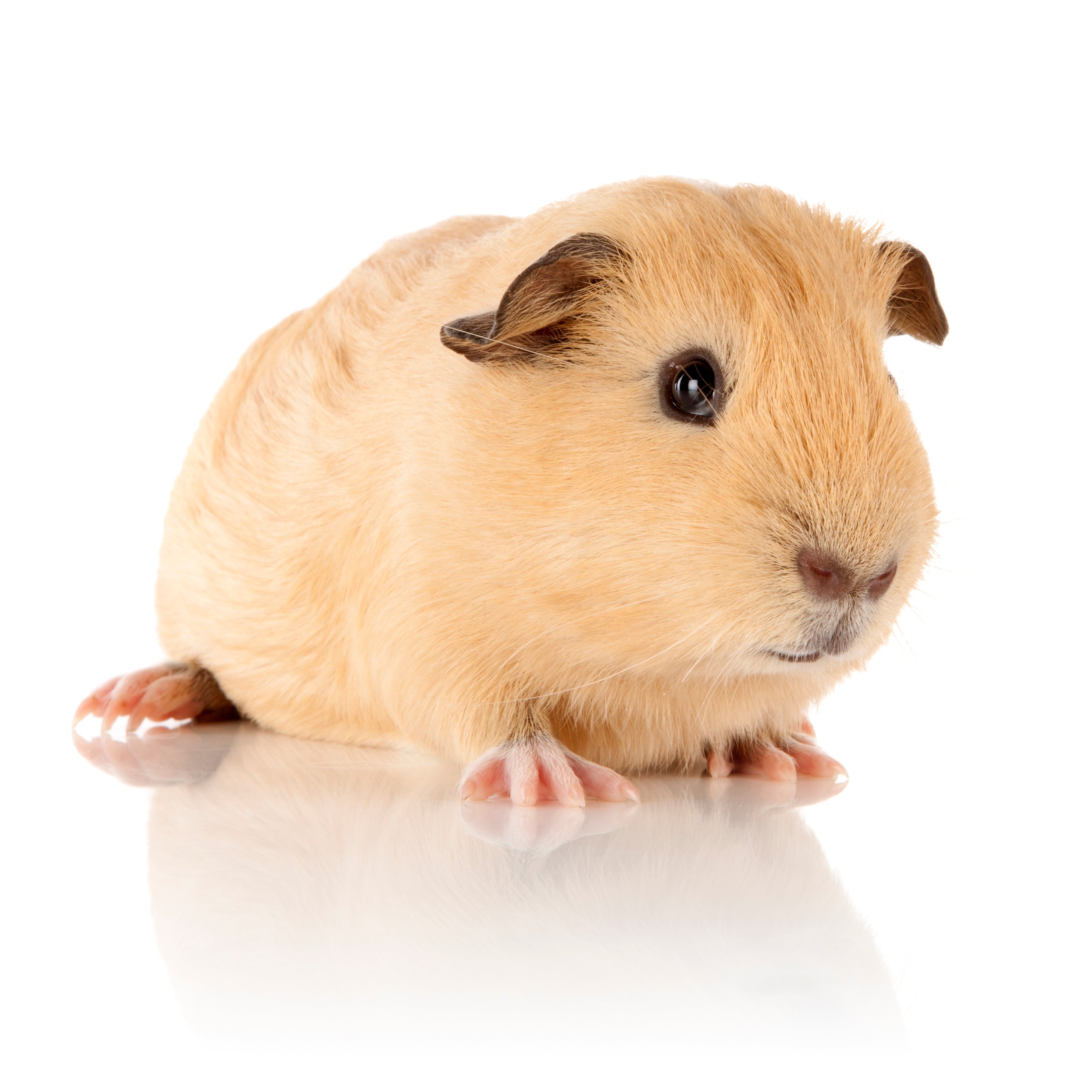 Alffy Guinea Pig