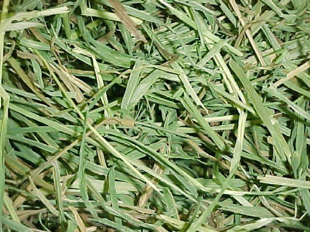 Feedtastic Probiotic Timothy Hay
