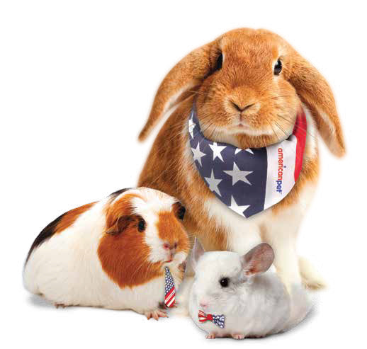 Timmy Rabbit Timmy Rabbit 5lb and Timothy High Fiber Hay 5lb BUNDLE – American Pet Diner