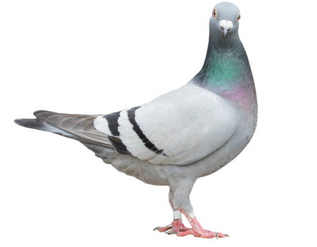 Feedtastic Super Cal - Egg Shell Booster - Calcium Supplement for Pigeons & Birds