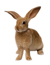 Load image into Gallery viewer, Timmy Rabbit #210 and Timothy Gold Hay #140

