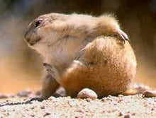 Load image into Gallery viewer, 25% Off Prairie Dog Natural and Timothy High Fiber Hay Bundle
